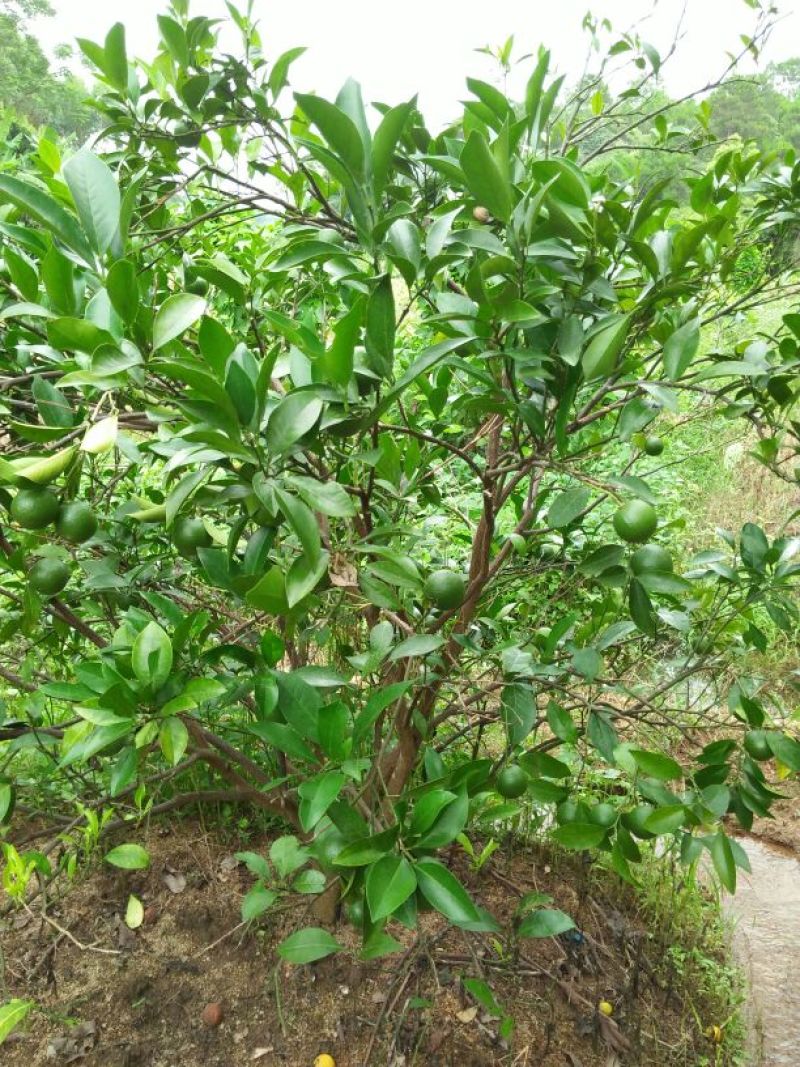 橘子树红橘苗，
