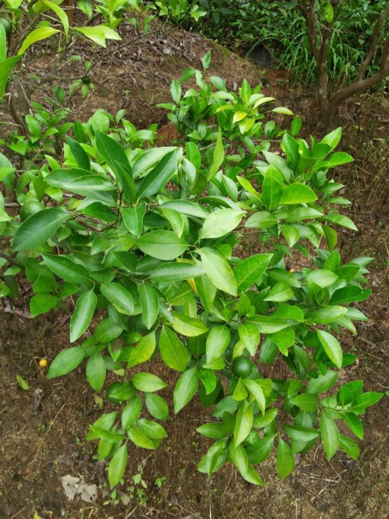 橘子树红橘苗，