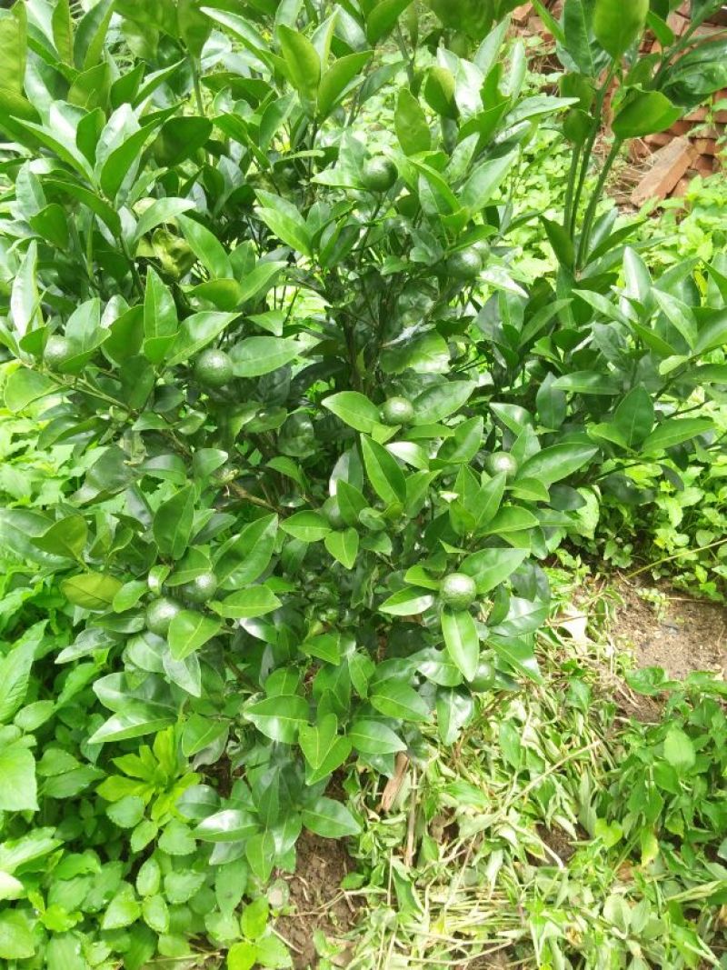 橘子树红橘苗，