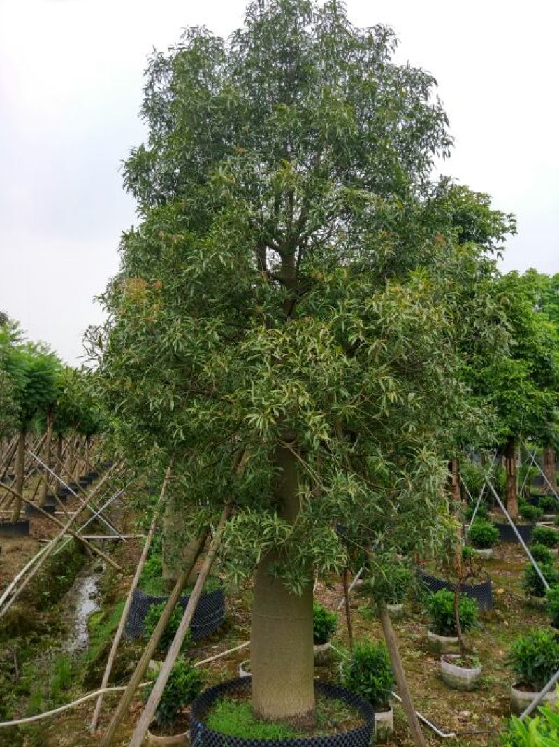 佛肚树50-55分假植庭院大型观叶观型植物