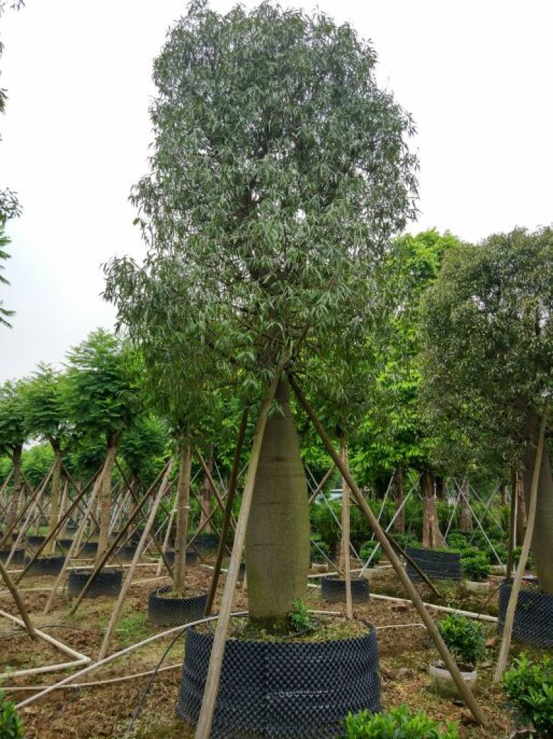 佛肚树50-55分假植庭院大型观叶观型植物