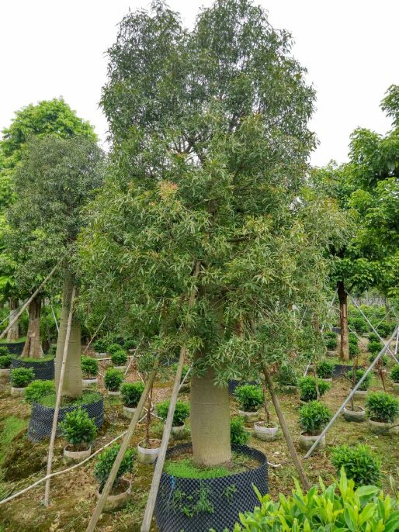 佛肚树50-55分假植庭院大型观叶观型植物