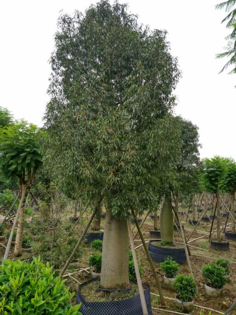 佛肚树50-55分假植庭院大型观叶观型植物