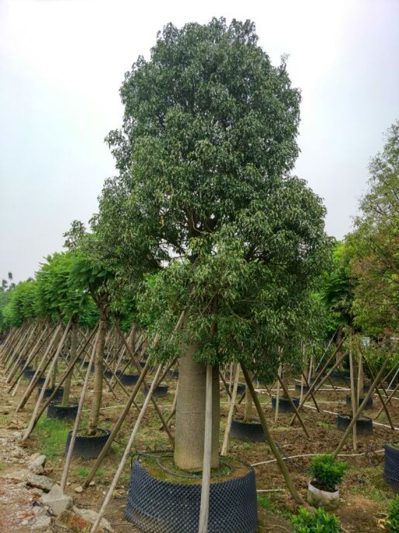 佛肚树50-55分假植庭院大型观叶观型植物