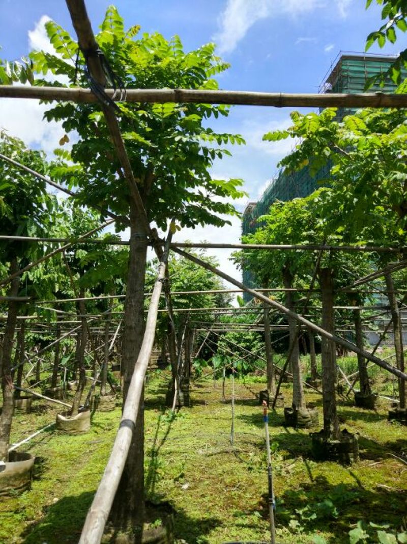 火焰木胸径14-16公分
