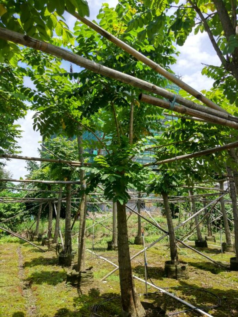 火焰木胸径14-16公分