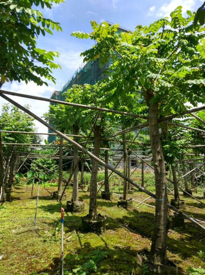 火焰木胸径14-16公分