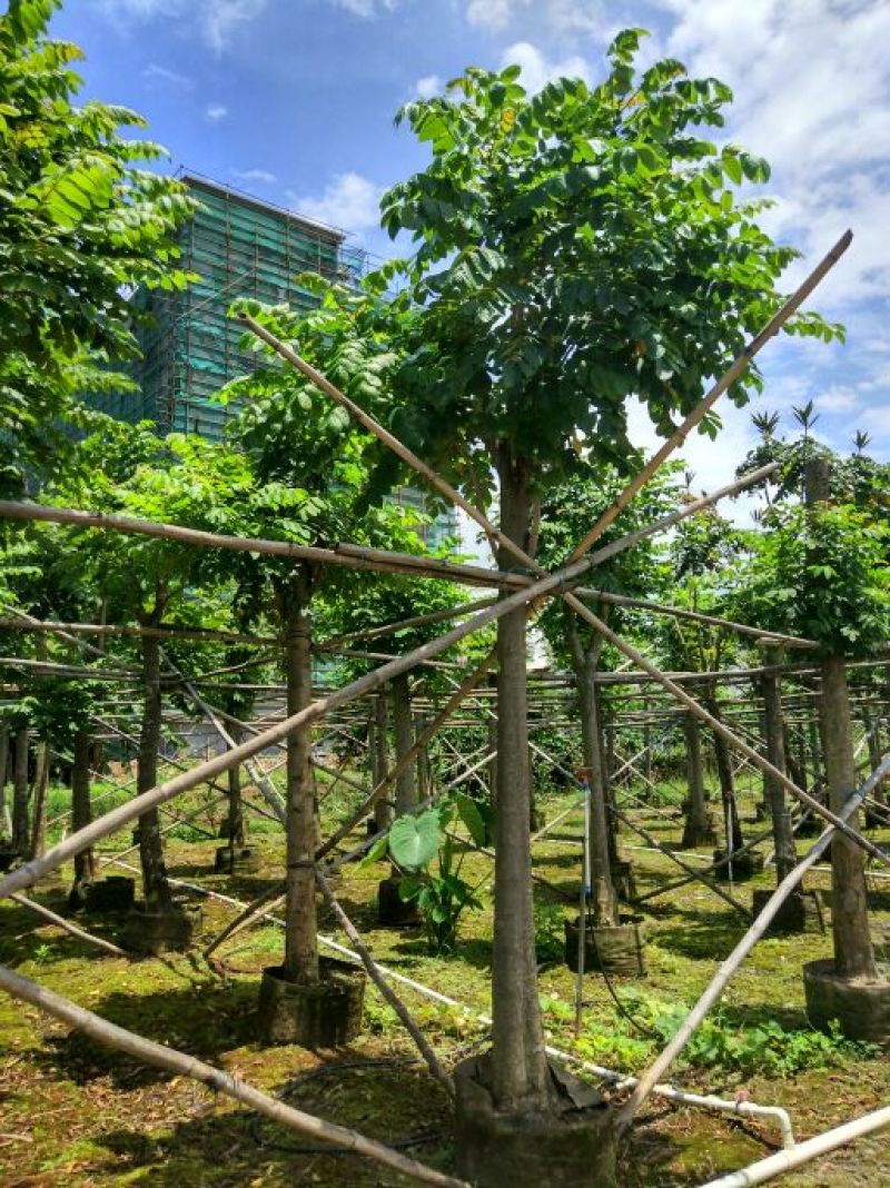 火焰木胸径14-16公分