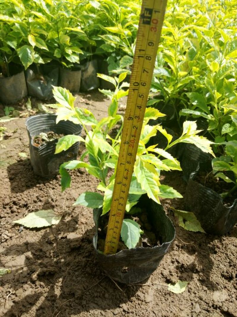 连翘苗20~30cm