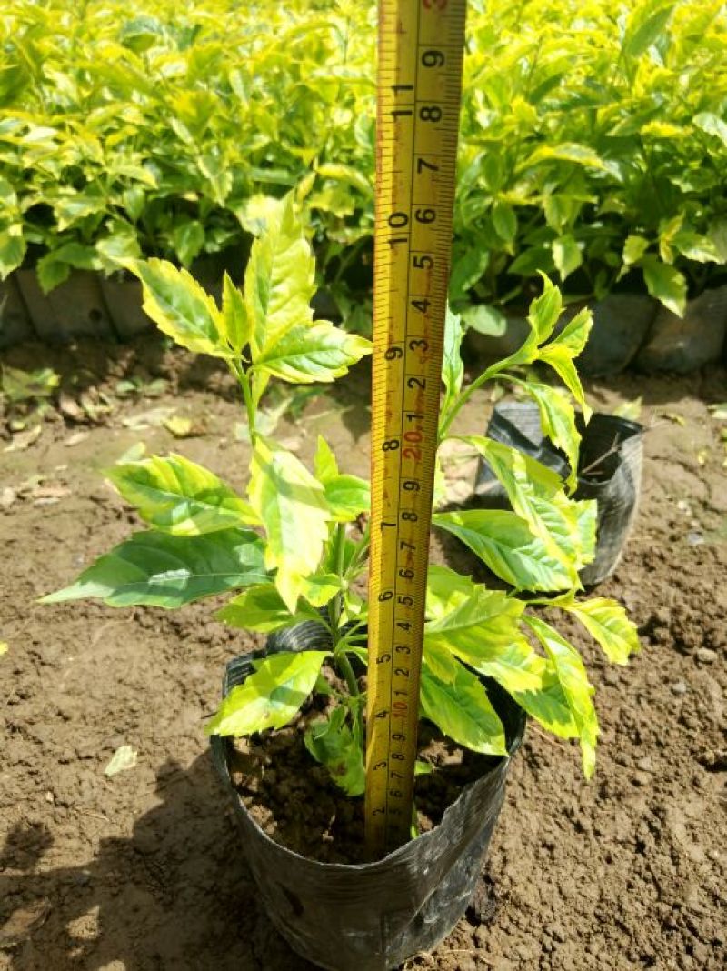 连翘苗20~30cm