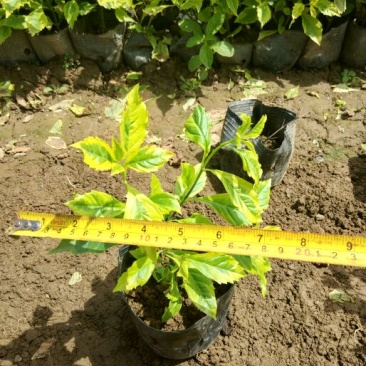 连翘苗20~30cm