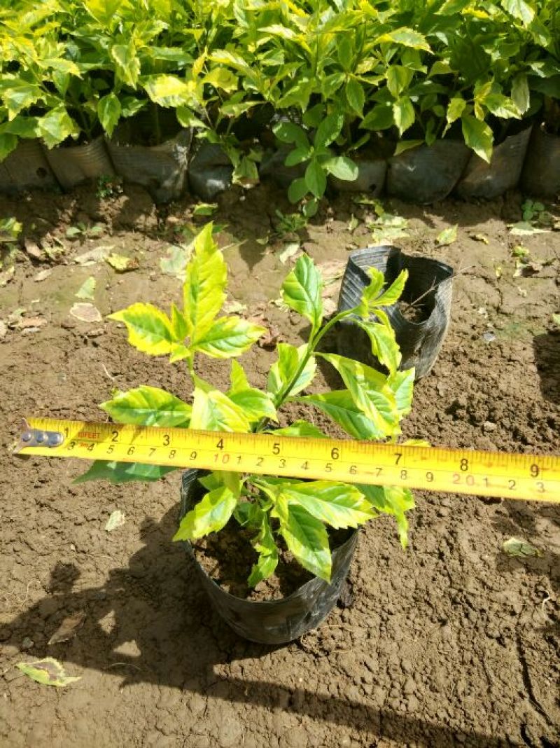 连翘苗20~30cm