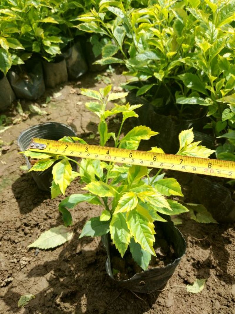 连翘苗20~30cm