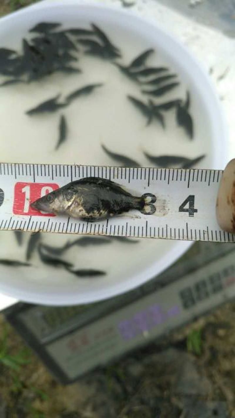 鳜鱼鱼苗桂花鱼苗大眼翘嘴鳜鱼苗4~6cm