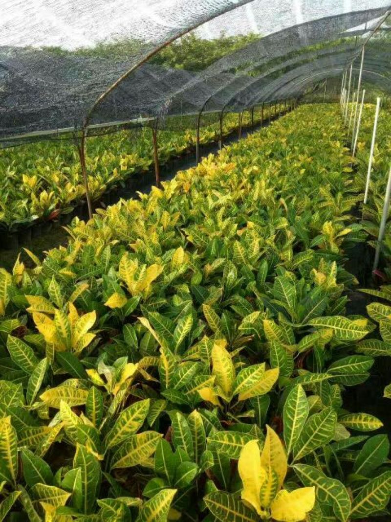 变叶木彩霞变叶木盆栽绿植耐摆植物
