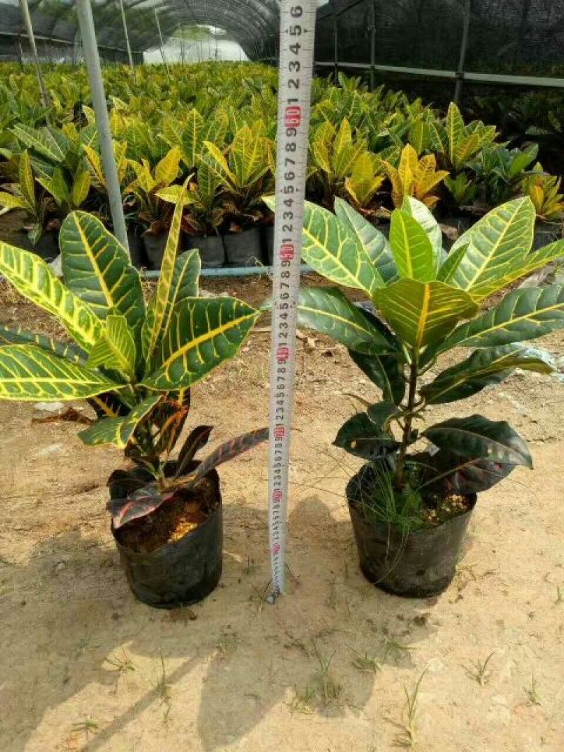 变叶木彩霞变叶木盆栽绿植耐摆植物