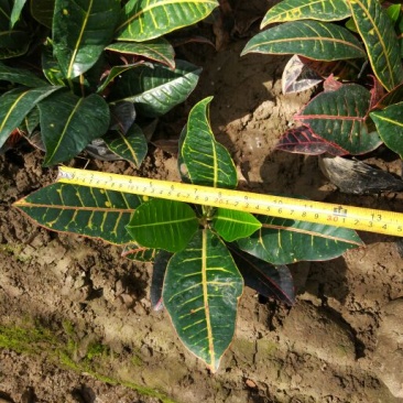 变叶木彩霞变叶木盆栽绿植耐摆植物