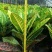 变叶木彩霞变叶木盆栽绿植耐摆植物