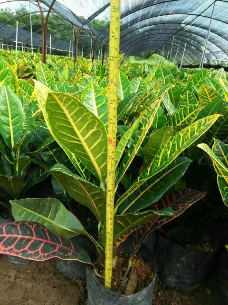 变叶木彩霞变叶木盆栽绿植耐摆植物