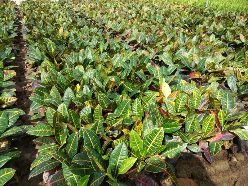 变叶木彩霞变叶木盆栽绿植耐摆植物