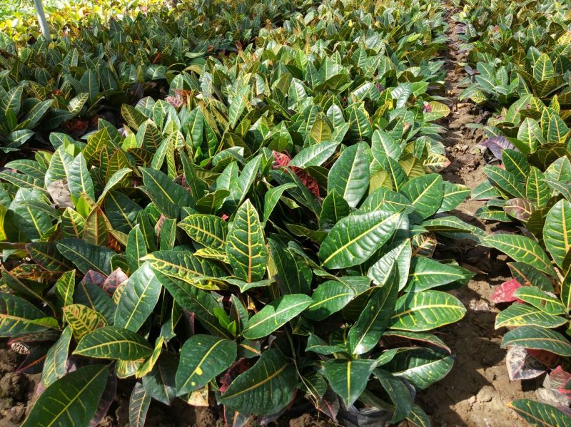 变叶木彩霞变叶木盆栽绿植耐摆植物