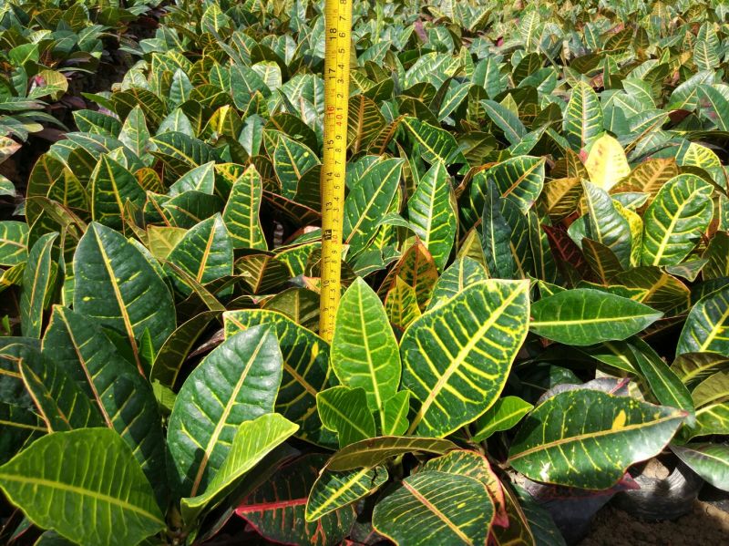 变叶木彩霞变叶木盆栽绿植耐摆植物