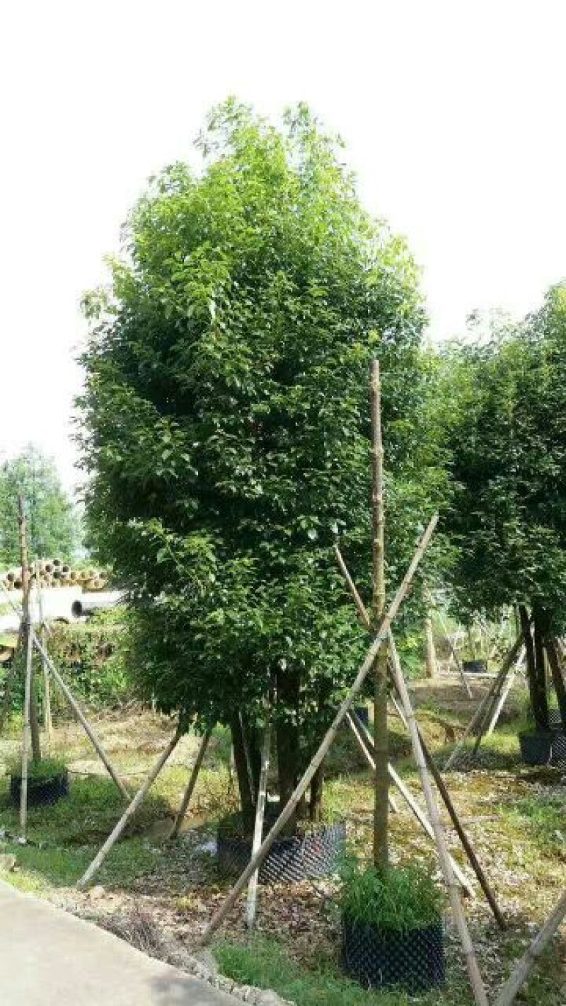 香樟多头，5杆