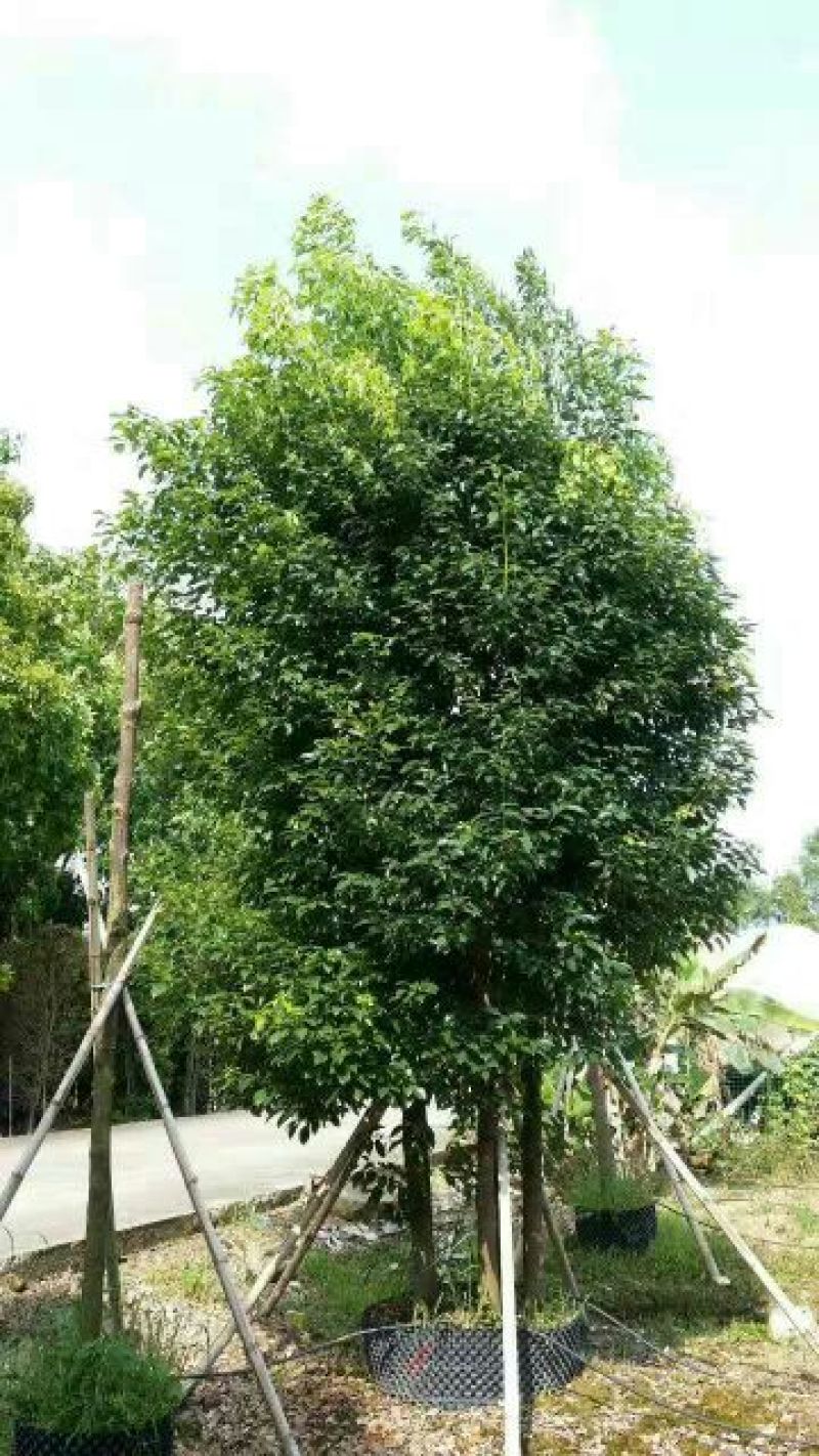 香樟多头，5杆