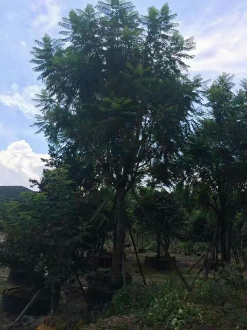 尖叶蓝花楹胸径20-21公分