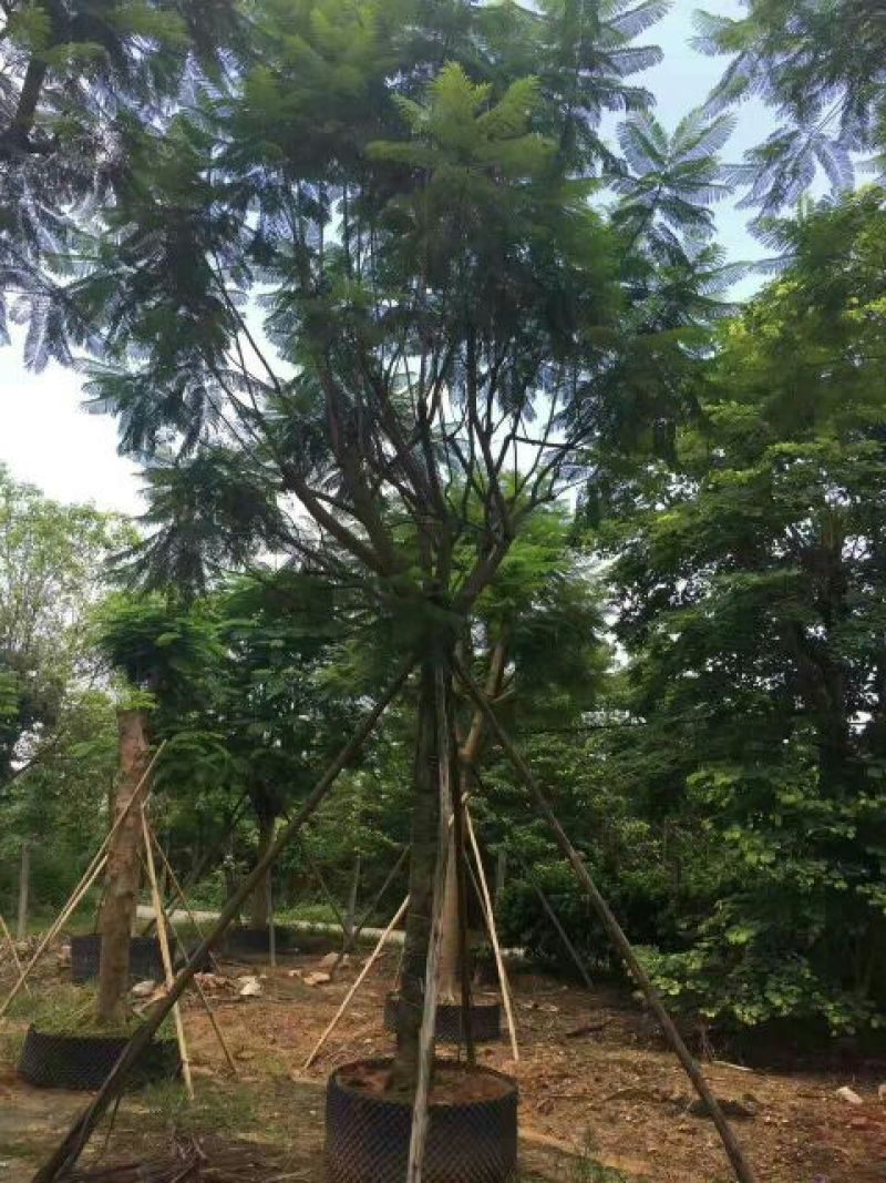 尖叶蓝花楹胸径20-21公分