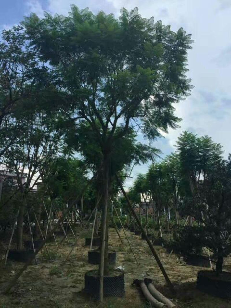 尖叶蓝花楹胸径20-21公分