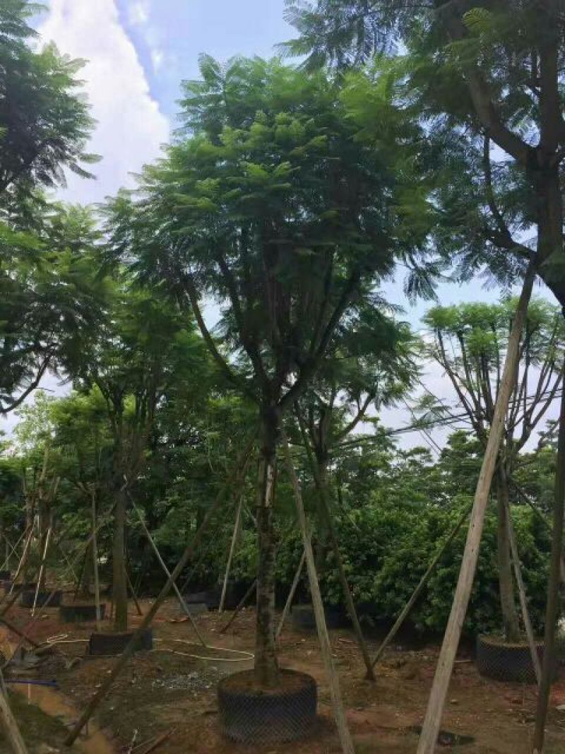 尖叶蓝花楹胸径20-21公分