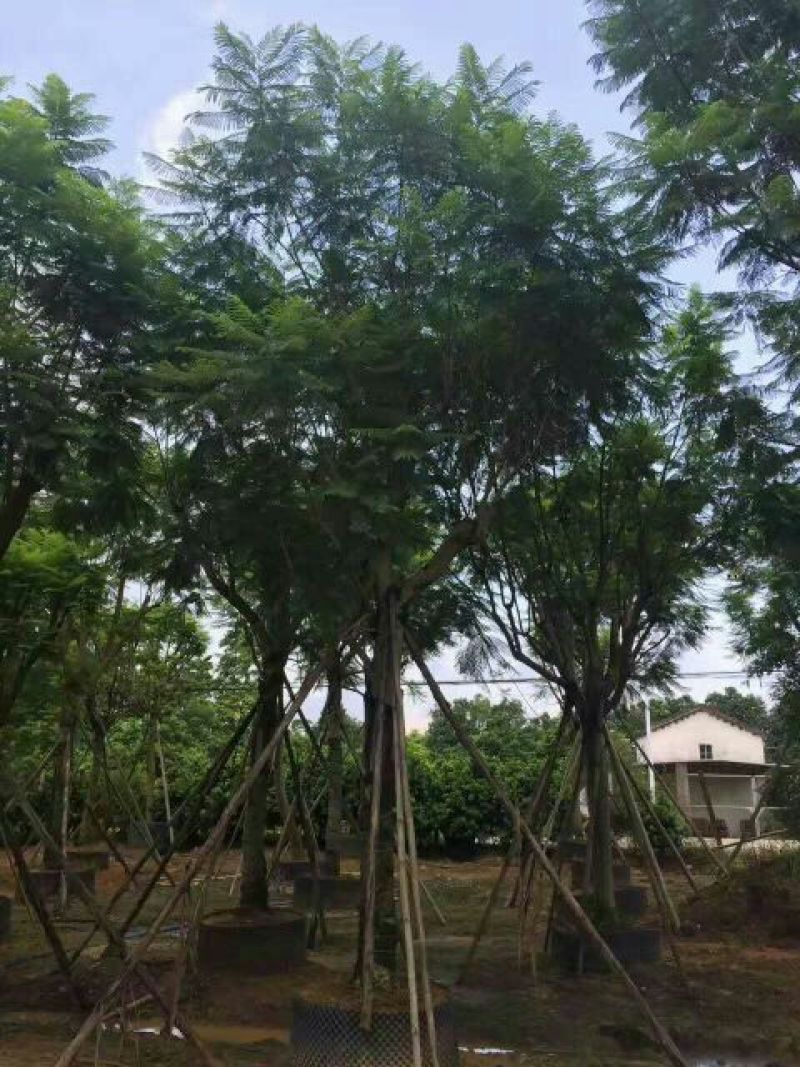 尖叶蓝花楹胸径20-21公分