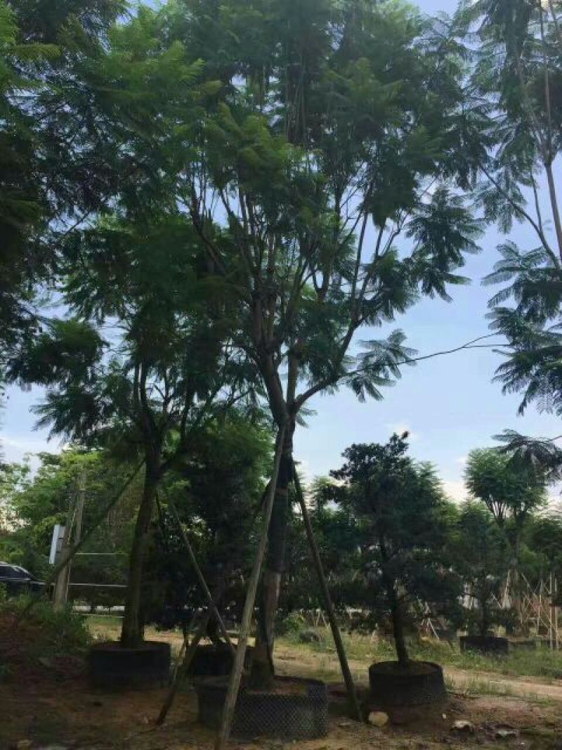 尖叶蓝花楹胸径20-21公分