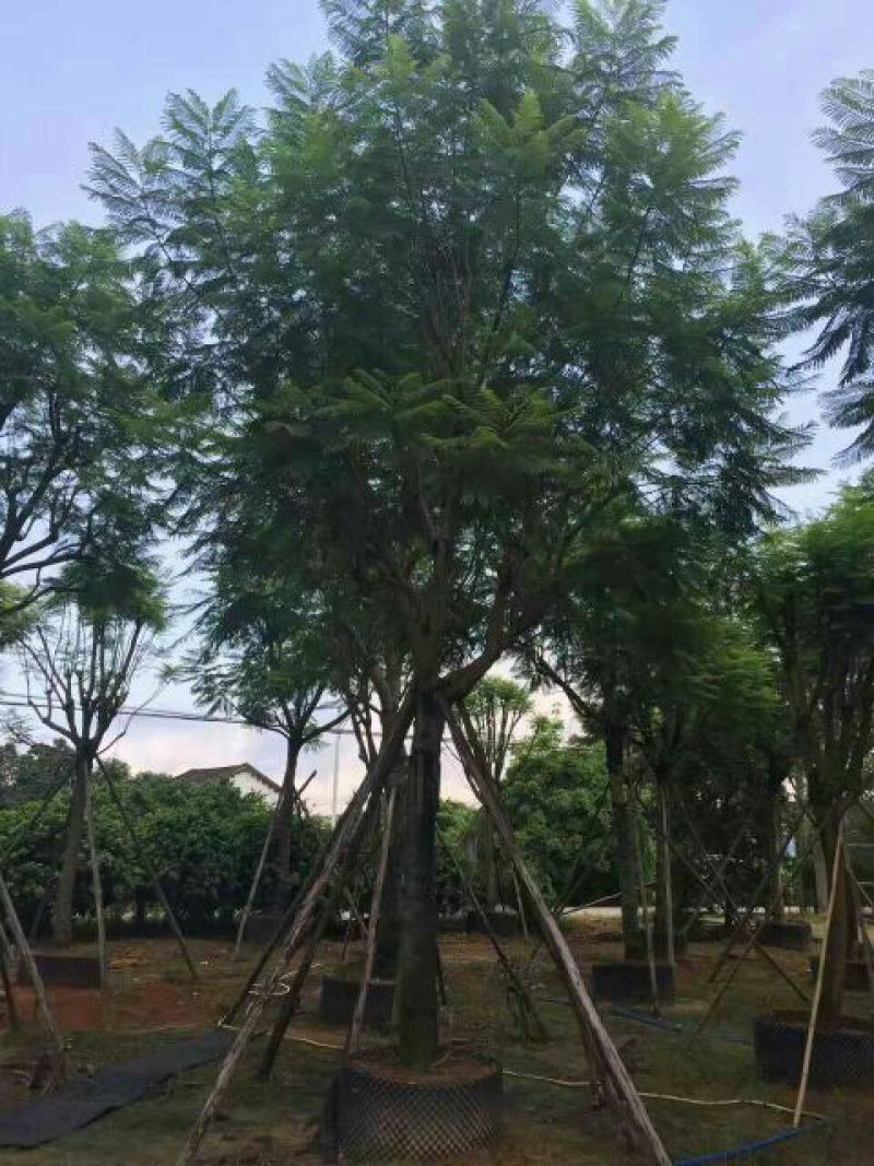 尖叶蓝花楹胸径20-21公分