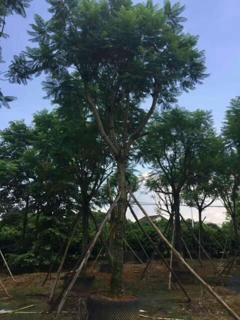 尖叶蓝花楹胸径20-21公分