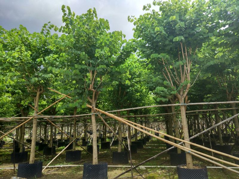 宫粉紫荆树胸径10-12公分