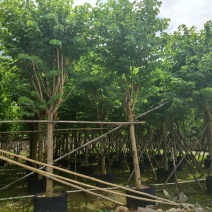 宫粉紫荆树胸径10-12公分