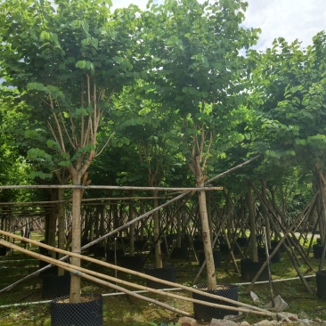 宫粉紫荆树胸径10-12公分