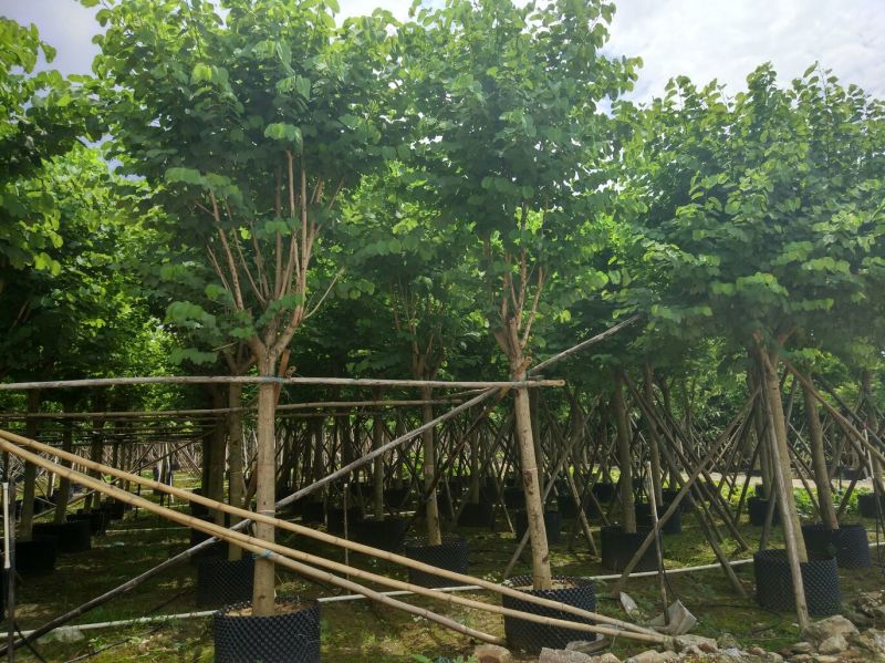 宫粉紫荆树胸径10-12公分