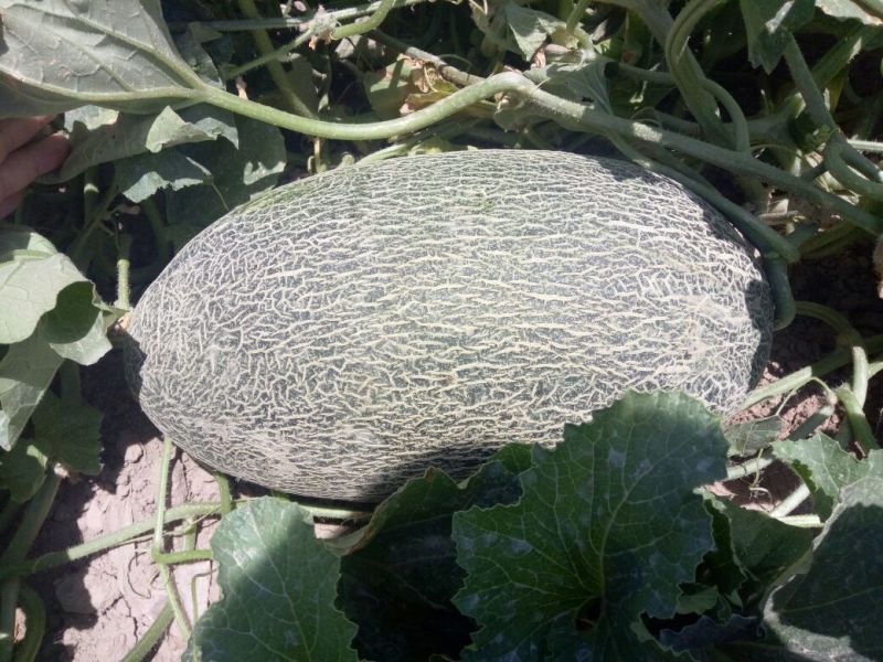 伽师瓜5斤以上长圆形