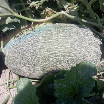 伽师瓜5斤以上长圆形