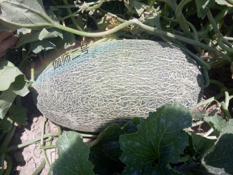 伽师瓜5斤以上长圆形