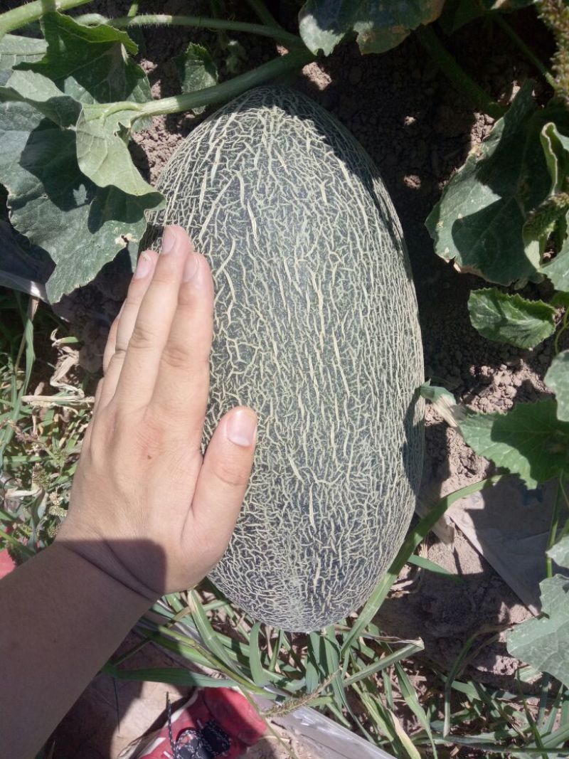 伽师瓜5斤以上长圆形