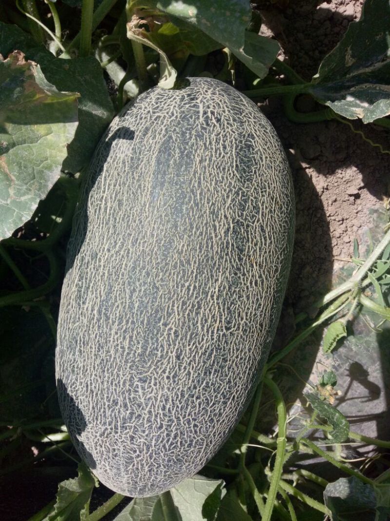 伽师瓜5斤以上长圆形