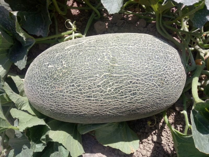 伽师瓜5斤以上长圆形