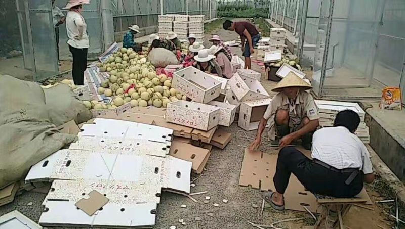 网纹瓜2斤以上椭圆形