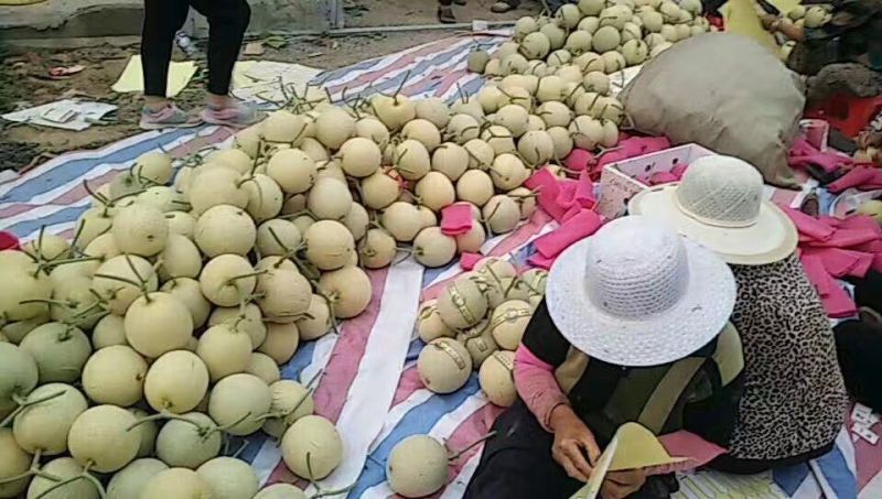 网纹瓜2斤以上椭圆形