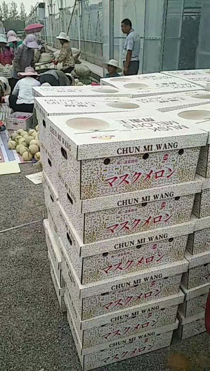 网纹瓜2斤以上椭圆形