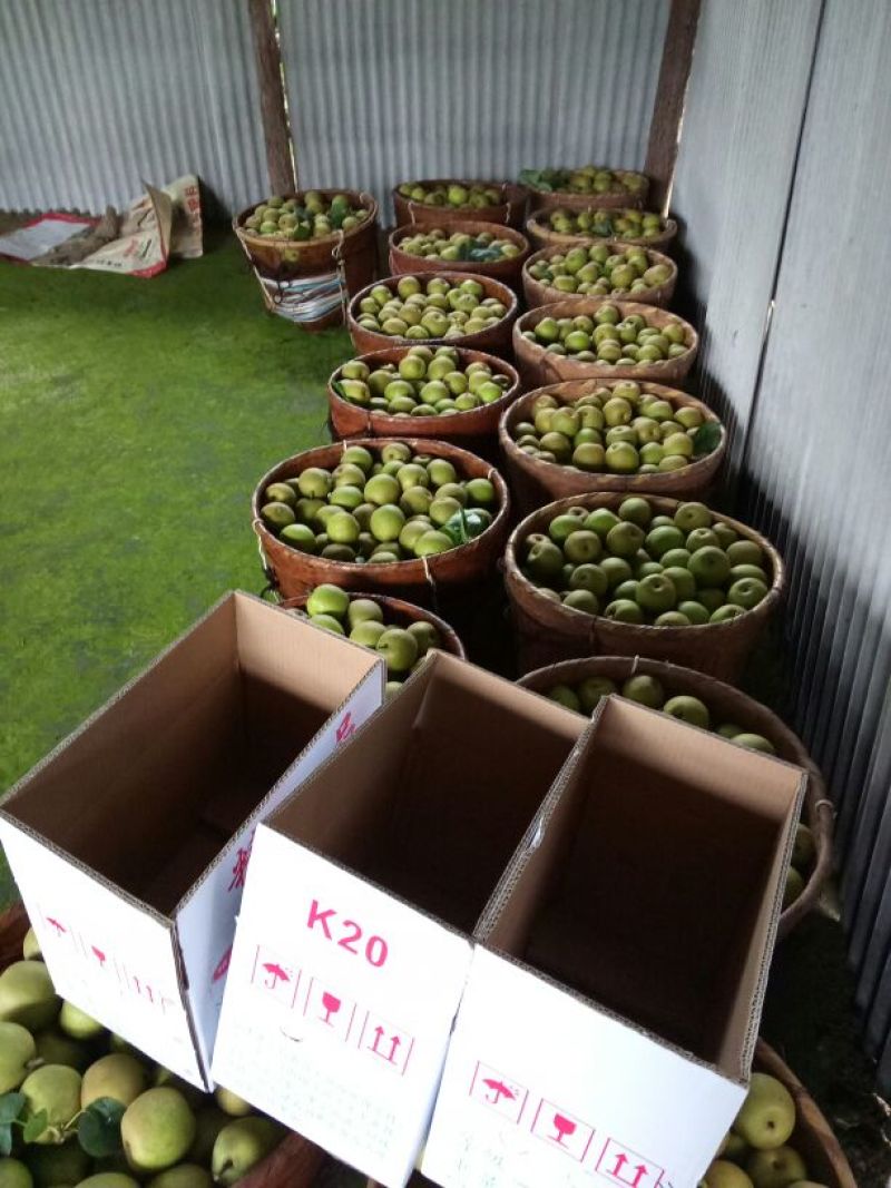 黄花梨200~250g纸箱